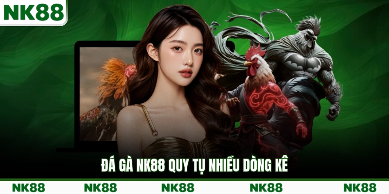 Đá gà NK88 quy tụ nhiều dòng kê